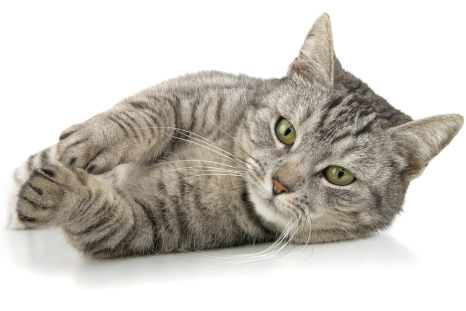Katze
