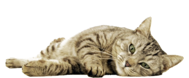 Katze